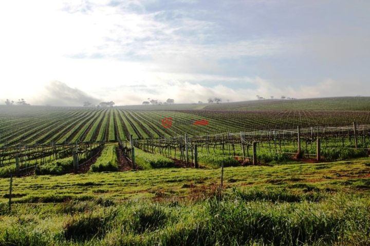 澳大利亚南澳大利亚奥本的土地